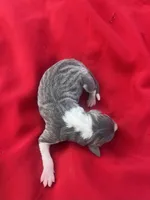 Zeus, a male Italian Greyhound for sale in Norwood, MO – 4 of 6