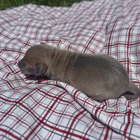 Jaxson, a male Italian Greyhound for sale in Norwood, MO – 4 of 8