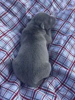 Judd, a male Italian Greyhound for sale in Norwood, MO – 6 of 9