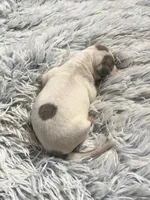 Howie, a male Italian Greyhound for sale in Norwood, MO – 4 of 7