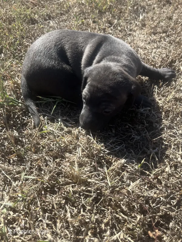 Paulie – Italian Greyhound puppy for sale in Norwood, MO