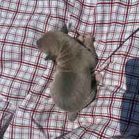 Jaxson, a male Italian Greyhound for sale in Norwood, MO – 6 of 8