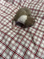 “Max”, a male Italian Greyhound for sale in Norwood, MO – Photo 3 of 9