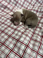 “Max”, a male Italian Greyhound for sale in Norwood, MO – Photo 2 of 9