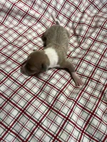 “Max”, a male Italian Greyhound for sale in Norwood, MO – Photo 4 of 9