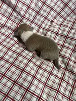 “Max”, a male Italian Greyhound for sale in Norwood, MO – Photo 8 of 9