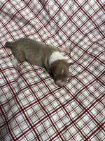 “Max”, a male Italian Greyhound for sale in Norwood, MO – Photo 7 of 9