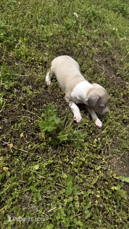 “Max” – Italian Greyhound puppy for sale in Norwood, MO
