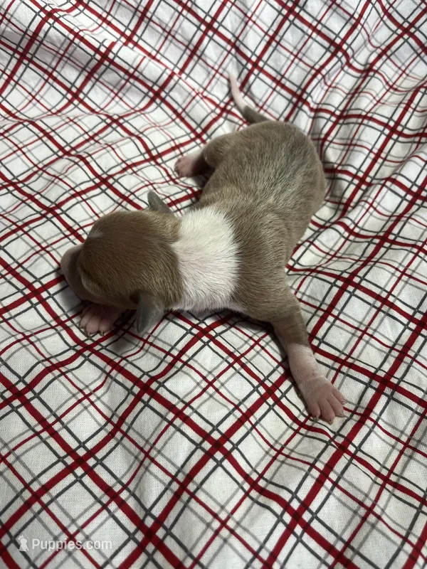 “Max” – Italian Greyhound puppy for sale in Norwood, MO