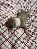 “Max”, a male Italian Greyhound for sale in Norwood, MO – Photo 1 of 9