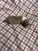 “Max”, a male Italian Greyhound for sale in Norwood, MO – Photo 6 of 9