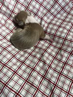 “Max”, a male Italian Greyhound for sale in Norwood, MO – Photo 5 of 9