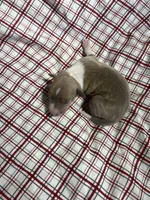 “Max”, a male Italian Greyhound for sale in Norwood, MO – Photo 9 of 9