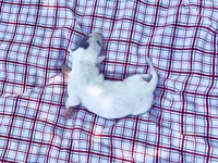 “Lilly”, a female Italian Greyhound for sale in Norwood, MO – 6 of 7