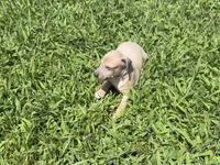 Jaxson, a male Italian Greyhound for sale in Norwood, MO – 8 of 10