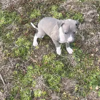 “Abby”, a female Italian Greyhound for sale in Norwood, MO – Photo 6 of 10