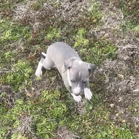 “Abby”, a female Italian Greyhound for sale in Norwood, MO – Photo 3 of 10