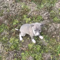 “Abby”, a female Italian Greyhound for sale in Norwood, MO – Photo 10 of 10