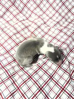 processed/a57ee935-70d6-4347-a04a-67e8d80a004c/listing/f3302686-3c6c-4037-a449-ae68b3475f38/45fe5f12-7480-4f83-8553-78ea98f6db21