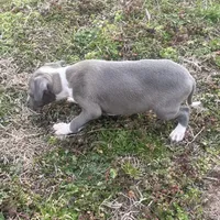 “Abby”, a female Italian Greyhound for sale in Norwood, MO – Photo 7 of 10