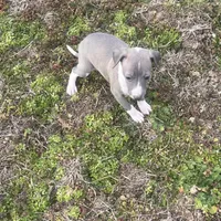 “Abby”, a female Italian Greyhound for sale in Norwood, MO – Photo 9 of 10