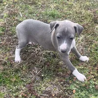 “Abby”, a female Italian Greyhound for sale in Norwood, MO – Photo 4 of 10