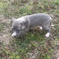 “Abby”, a female Italian Greyhound for sale in Norwood, MO – Photo 8 of 10