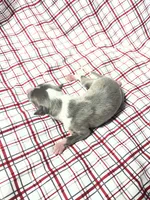 processed/a57ee935-70d6-4347-a04a-67e8d80a004c/listing/f3302686-3c6c-4037-a449-ae68b3475f38/7526012c-51ab-47ed-b193-0875d0af1443