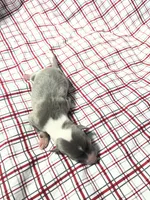 processed/a57ee935-70d6-4347-a04a-67e8d80a004c/listing/f3302686-3c6c-4037-a449-ae68b3475f38/7f857ab5-887a-4751-a4c9-8d03a3298d5d