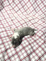 processed/a57ee935-70d6-4347-a04a-67e8d80a004c/listing/f3302686-3c6c-4037-a449-ae68b3475f38/942284f3-c482-4160-a56a-b06d2fcd3218