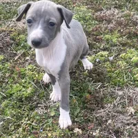 “Abby”, a female Italian Greyhound for sale in Norwood, MO – Photo 2 of 10