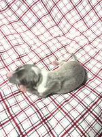 processed/a57ee935-70d6-4347-a04a-67e8d80a004c/listing/f3302686-3c6c-4037-a449-ae68b3475f38/9aa3382a-c87f-4533-af45-eefb1ab97176