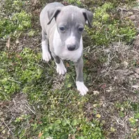 “Abby”, a female Italian Greyhound for sale in Norwood, MO – Photo 5 of 10