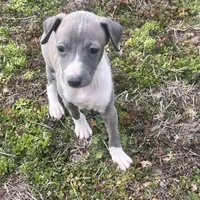 “Abby”, a female Italian Greyhound for sale in Norwood, MO – Photo 1 of 10
