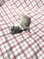 processed/a57ee935-70d6-4347-a04a-67e8d80a004c/listing/f3302686-3c6c-4037-a449-ae68b3475f38/fb633749-5252-42aa-8aea-ba98a5f62ef3