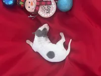 Jake, a male Italian Greyhound for sale in Norwood, MO – 6 of 10