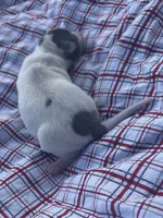 Tuck, a male Italian Greyhound for sale in Norwood, MO – 8 of 10