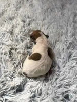 Frankie, a male Italian Greyhound for sale in Norwood, MO – 8 of 8