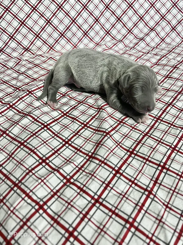 “Duke” – Italian Greyhound puppy for sale in Norwood, MO