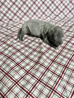 “Duke”, a male Italian Greyhound for sale in Norwood, MO – Photo 1 of 9