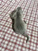 “Duke”, a male Italian Greyhound for sale in Norwood, MO – Photo 7 of 9