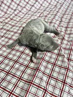 “Duke”, a male Italian Greyhound for sale in Norwood, MO – Photo 4 of 9