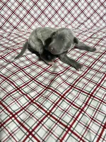 “Duke”, a male Italian Greyhound for sale in Norwood, MO – Photo 3 of 9