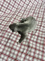 “Duke”, a male Italian Greyhound for sale in Norwood, MO – Photo 6 of 9