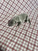 “Duke”, a male Italian Greyhound for sale in Norwood, MO – Photo 5 of 9