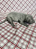 “Duke”, a male Italian Greyhound for sale in Norwood, MO – Photo 2 of 9