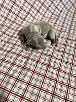 “Duke”, a male Italian Greyhound for sale in Norwood, MO – Photo 8 of 9