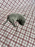 “Duke”, a male Italian Greyhound for sale in Norwood, MO – Photo 9 of 9