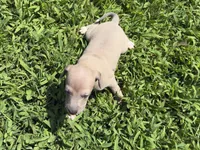 Jaxson, a male Italian Greyhound for sale in Norwood, MO – 6 of 10