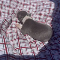 Louie, a male Italian Greyhound for sale in Norwood, MO – 4 of 7